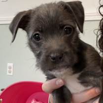 Thumbnail photo of Noelle #2