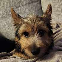 Thumbnail photo of Gadget #1