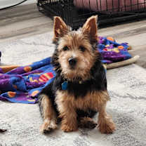 Thumbnail photo of Gadget #4