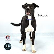 Thumbnail photo of Takoda #1