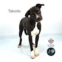 Thumbnail photo of Takoda #2
