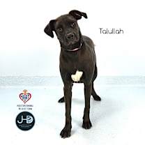 Thumbnail photo of Talullah #1