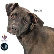 Thumbnail photo of Talullah #2