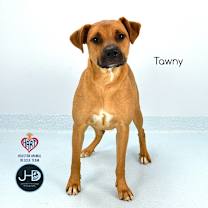 Thumbnail photo of Tawny #1