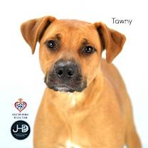 Thumbnail photo of Tawny #2