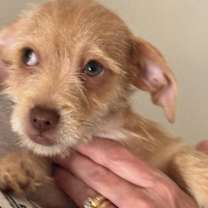 Thumbnail photo of DAISEY-ADOPTED #1
