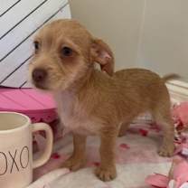 Thumbnail photo of DAISEY-ADOPTED #2