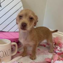 Thumbnail photo of DAISEY-ADOPTED #4