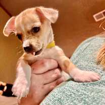 Thumbnail photo of wren #1