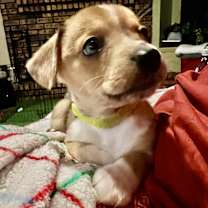 Thumbnail photo of wren #3