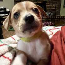 Thumbnail photo of wren #4