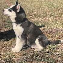 Thumbnail photo of Brando #2