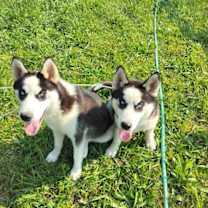 Thumbnail photo of Bodhi #1