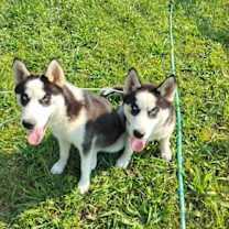 Thumbnail photo of Bodhi #1