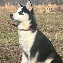 Thumbnail photo of Bodhi #2