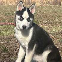 Thumbnail photo of Bodhi #3