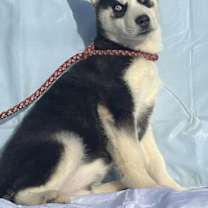 Thumbnail photo of Bodhi #4