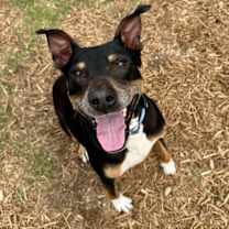 Thumbnail photo of Duke #1