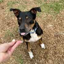 Thumbnail photo of Duke #2