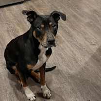 Thumbnail photo of Duke #4