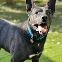 Thumbnail photo of Theo #2