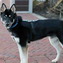 Thumbnail photo of Melo #2