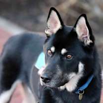 Thumbnail photo of Melo #3