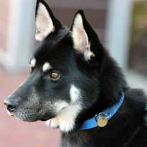 Thumbnail photo of Melo #4