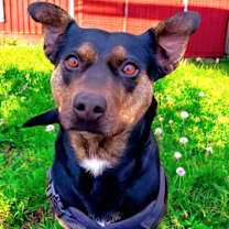 Thumbnail photo of OAKLEY #3