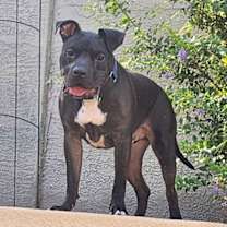 adopt-pet