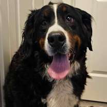 Thumbnail photo of Vega #1