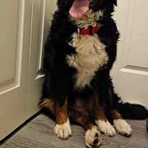 Thumbnail photo of Vega #2