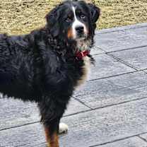 Thumbnail photo of Vega #3