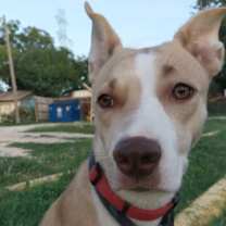 Thumbnail photo of Daisy #1