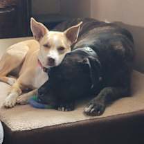 Thumbnail photo of Daisy #3