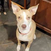 Thumbnail photo of Daisy #4