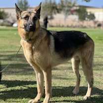 Thumbnail photo of Bruno #3