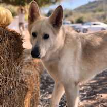 Thumbnail photo of Ahna #1