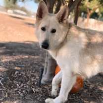 Thumbnail photo of Ahna #2