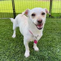 Thumbnail photo of Blanche #1