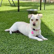 Thumbnail photo of Blanche #2