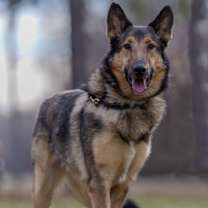 Thumbnail photo of Dean #2