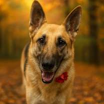adopt-pet