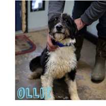 Thumbnail photo of Ollie #1