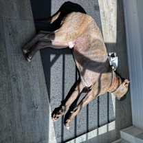 Thumbnail photo of Baloo #4