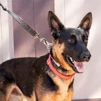 Thumbnail photo of Phoenix - Adopt Me! #4