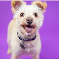 Thumbnail photo of Blue Bell #1