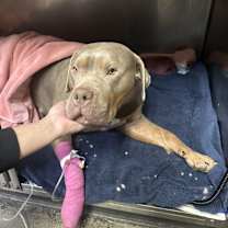 Thumbnail photo of Moxie #1