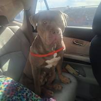 Thumbnail photo of Moxie #2