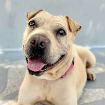 adopt-pet